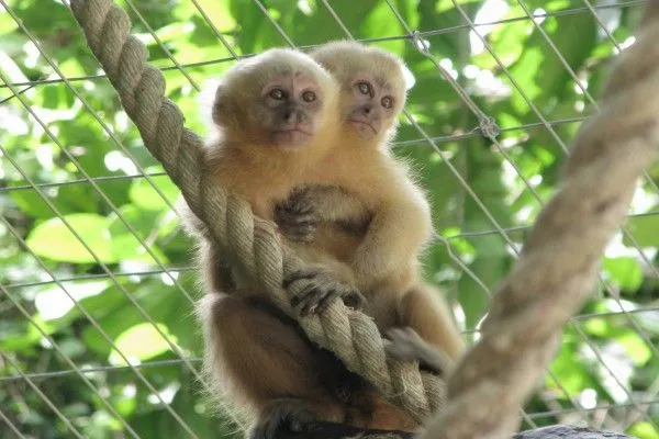Monos abrazados (51638), descarga a 1920x1536 Monos abrazados (51638), descarga a 1920x1536