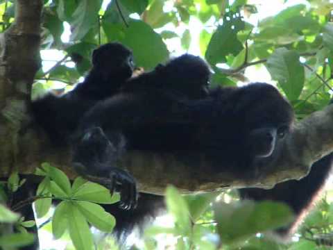 Monos aulladores negros: Situación en México - YouTube