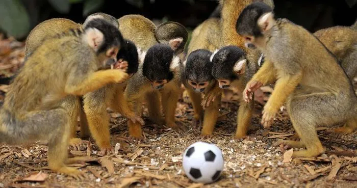 Monos con Balón de Fútbol - Imagenes de Animales Graciosos, Videos y ... Monos con Balón de Fútbol - Imagenes de Animales Graciosos, Videos y ...