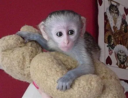 Monos Capuchinos en venta o adopción - Comunidad Mascotadictos Monos Capuchinos en venta o adopción - Comunidad Mascotadictos