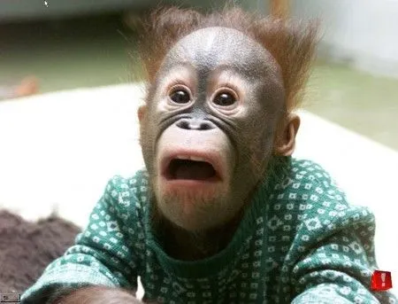 MONOS CHISTOSOS | TODO PARA FACEBOOK IMAGENES PARA FACEBOOK ... MONOS CHISTOSOS | TODO PARA FACEBOOK IMAGENES PARA FACEBOOK ...