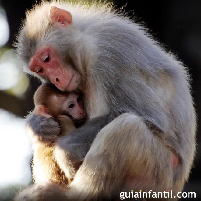 Los monos cuidan de sus crías - Instinto maternal de los animales