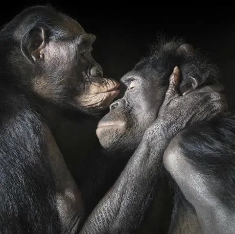 Los chimpancés juegan el “juego del ultimátum” de un modo similar ... Los chimpancés juegan el “juego del ultimátum” de un modo similar ...
