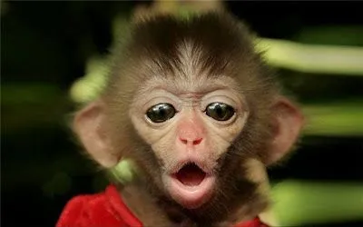 MONOS FEOS | TODO PARA FACEBOOK IMAGENES PARA FACEBOOK ... MONOS FEOS | TODO PARA FACEBOOK IMAGENES PARA FACEBOOK ...