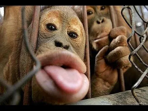 monos graciosos | facilisimo.com
