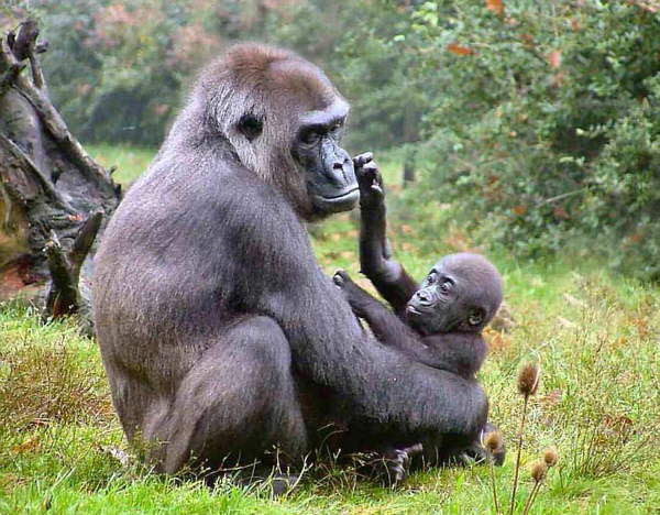 Monos, monisimos y feos como nosotros… | bichoscuriosos Monos, monisimos y feos como nosotros… | bichoscuriosos