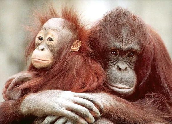 Monos, monisimos y feos como nosotros… | bichoscuriosos Monos, monisimos y feos como nosotros… | bichoscuriosos
