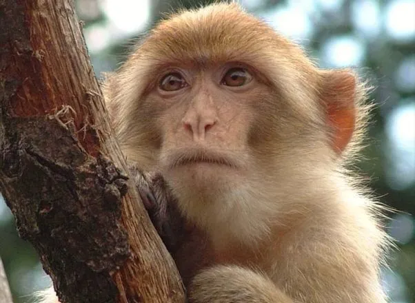Monos, monisimos y feos como nosotros… | bichoscuriosos Monos, monisimos y feos como nosotros… | bichoscuriosos