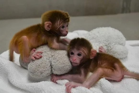 Estos monos tienen seis padres - elEconomista.es