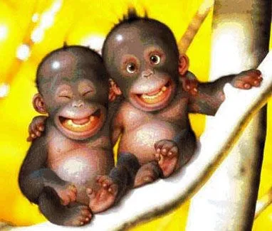 monos peludos: con los monos