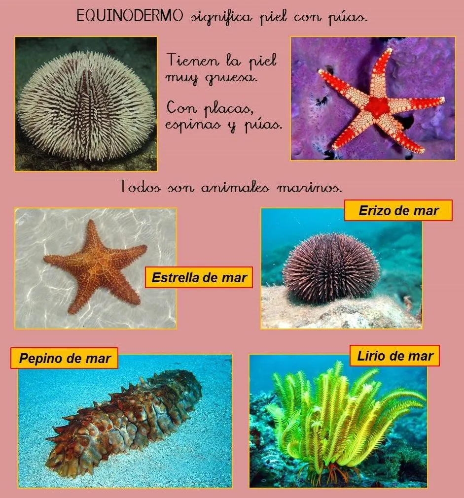 El Monstruito en Monteagudo: Invertebrados- IV: Equinodermos y Esponjas. El Monstruito en Monteagudo: Invertebrados- IV: Equinodermos y Esponjas.