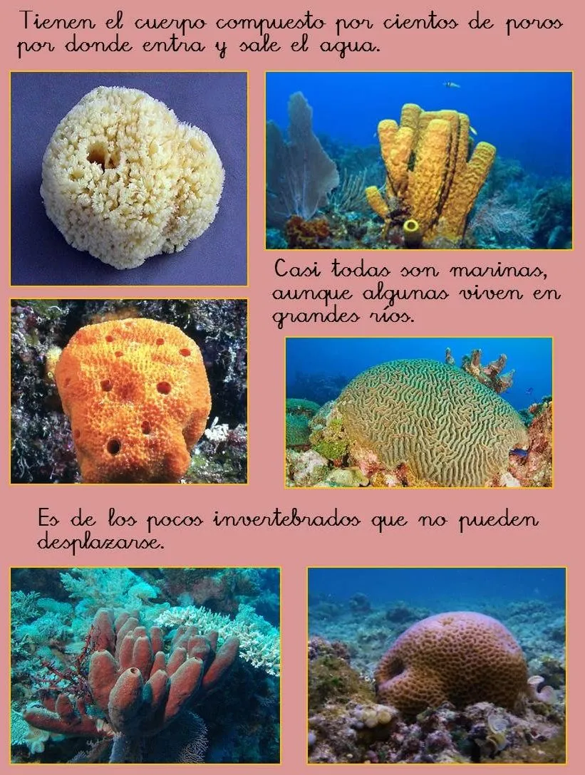 El Monstruito en Monteagudo: Invertebrados- IV: Equinodermos y Esponjas. El Monstruito en Monteagudo: Invertebrados- IV: Equinodermos y Esponjas.