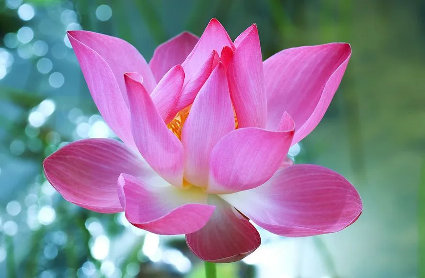 Montage - Las flores mas hermosas