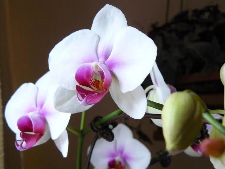 Sabías que...? Historia de las orquídeas ~ Verdnatura Sabías que...? Historia de las orquídeas ~ Verdnatura
