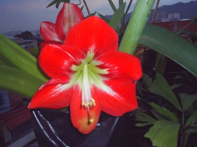 Montage - Plantas Ornamentales Montage - Plantas Ornamentales