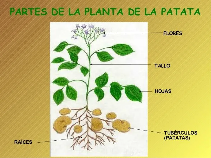 montaje-sobre-la-patata-3-728. ...