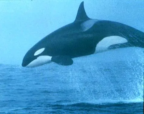 Monterey Bay rare cetaceans