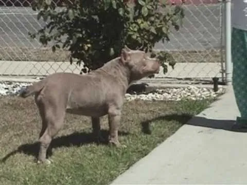 8 months blue fawn female American Bully Marilyn Monroe - YouTube 8 months blue fawn female American Bully Marilyn Monroe - YouTube