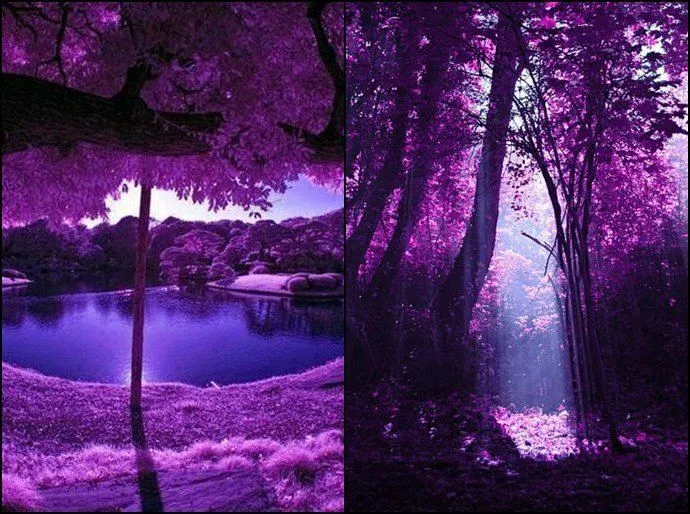 Rosas de color morado con frases bonitas - Imagui Rosas de color morado con frases bonitas - Imagui