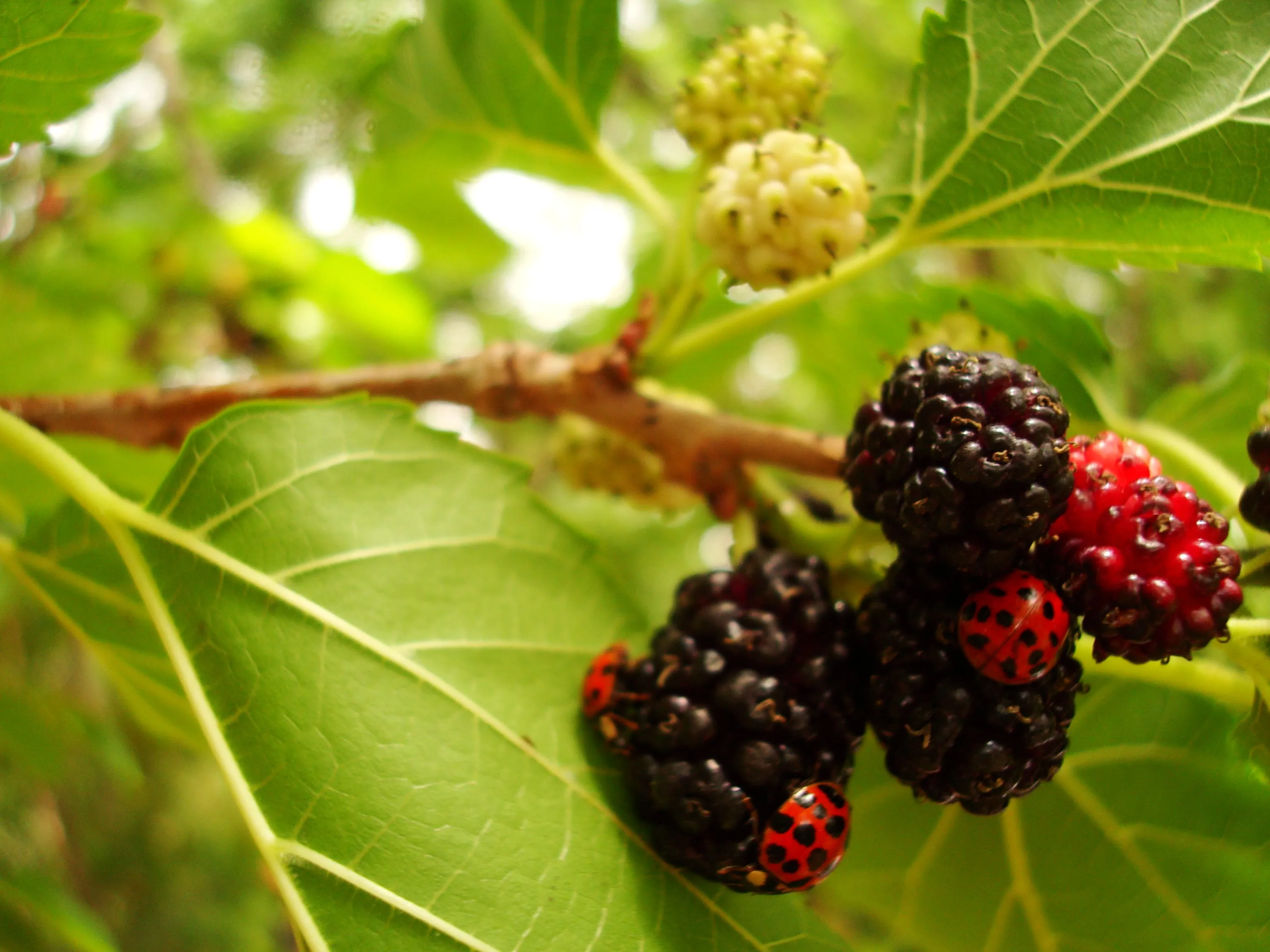 Moras y Catarinas | Flickr - Photo Sharing! Moras y Catarinas | Flickr - Photo Sharing!