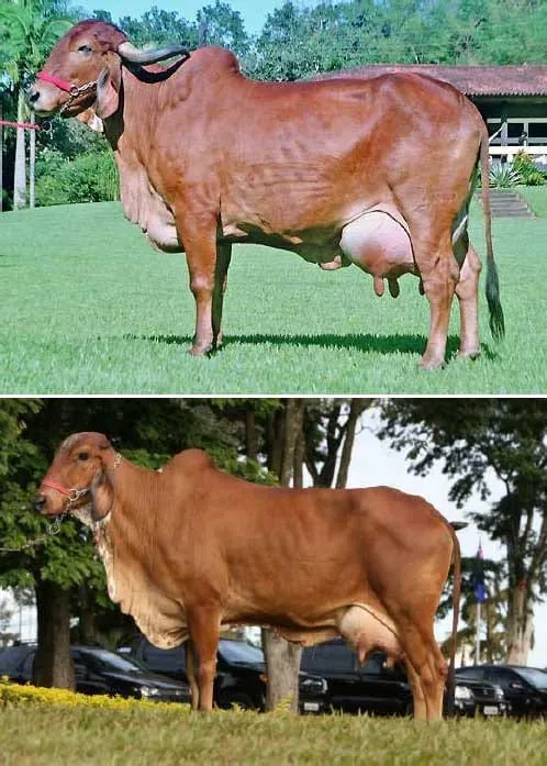 Morfología y conformación del biotipo Lechero - Engormix Morfología y conformación del biotipo Lechero - Engormix