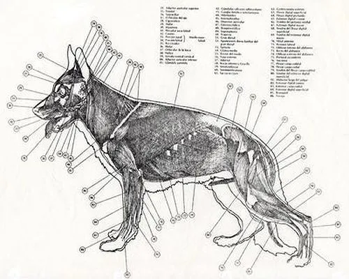 Morfología y Estructura General del perro | Adiestrador canino Morfología y Estructura General del perro | Adiestrador canino