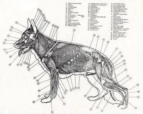 Morfología y Estructura General del perro | Adiestrador canino