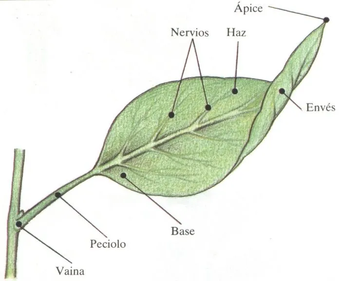 morfologia en plantas superiores: hojas