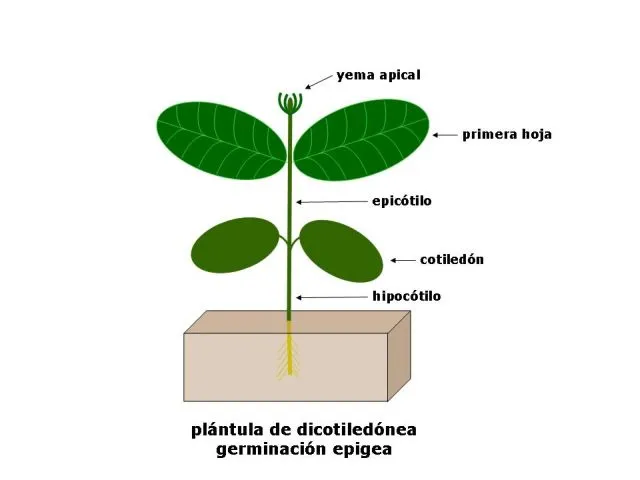 Morfología de las plántulas