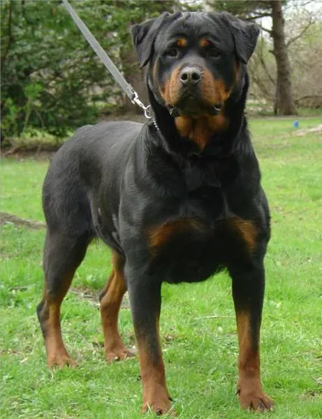 Due gatti neri: Il Rottweiler