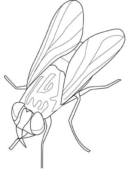 Mosca para colorear - Imagui
