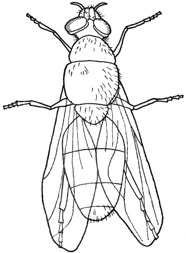 Mosca para colorear - Imagui