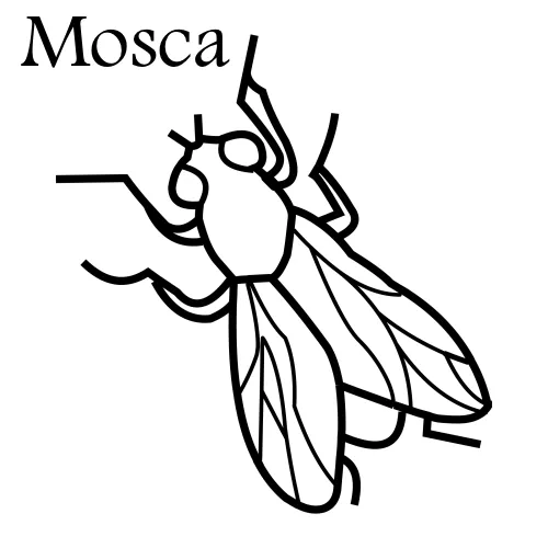 Dibujos para colorear mosca - Imagui