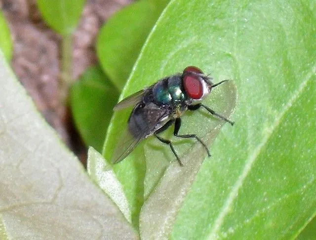 La mosca que está, verde y azúl...nunca se olvida, que fuiste ...