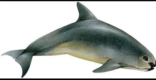 Most+Amazing+Almost+Extinct+ ...