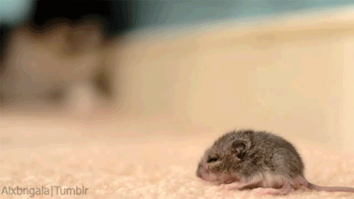 mouse gif on Tumblr mouse gif on Tumblr