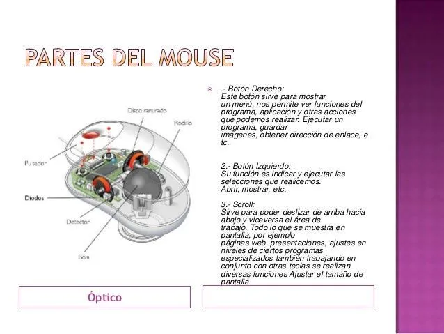 mouse-y-sus-partes-5-638.jpg? ...