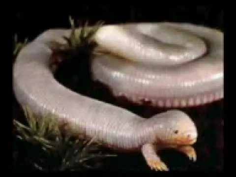 moustros mitologycos - YouTube
