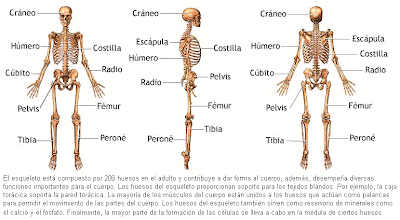 A MOVERTE : CUERPO HUMANO A MOVERTE : CUERPO HUMANO