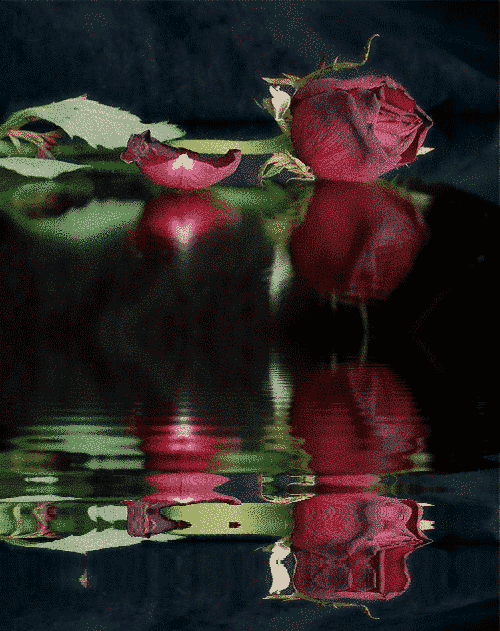 movigifs: gifs animados de flores para regalar movigifs: gifs animados de flores para regalar