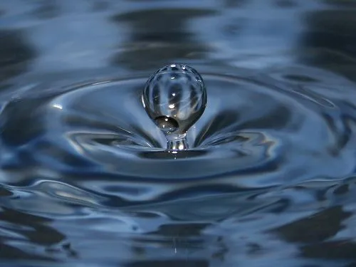 Movimiento del agua en las plantas « IT Agrícola Movimiento del agua en las plantas « IT Agrícola