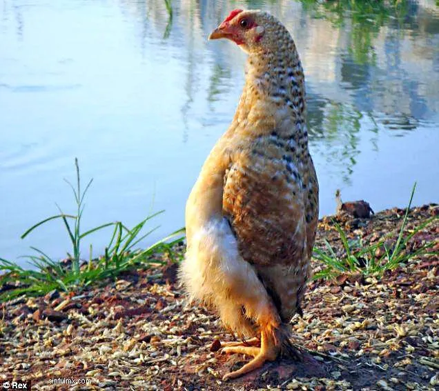 MOVIMIENTO GALLINA FELIZ | Por una vida apacible en el gallinero MOVIMIENTO GALLINA FELIZ | Por una vida apacible en el gallinero