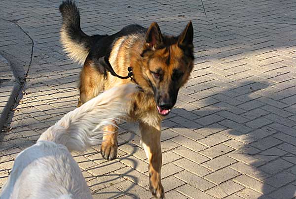 El movimiento del perro (estudio científico) » » www.doogweb.es El movimiento del perro (estudio científico) » » www.doogweb.es