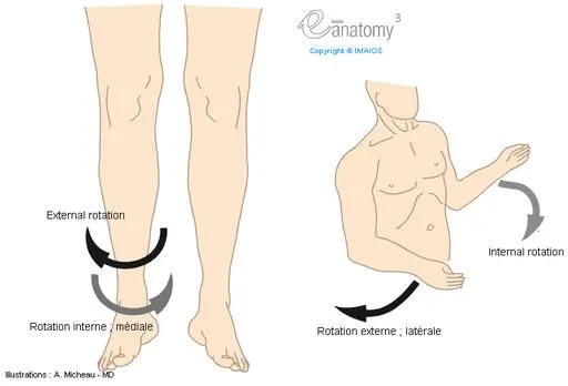 Movimientos musculares del cuerpo humano | Sistema muscular