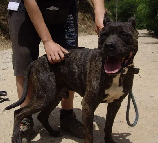 Mowgly, un pitbull madurito | En busca de una segunda oportunidad Mowgly, un pitbull madurito | En busca de una segunda oportunidad