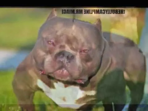 MR. MIAGI THE BULLY CAMP LINE LA MADRINA - YouTube MR. MIAGI THE BULLY CAMP LINE LA MADRINA - YouTube
