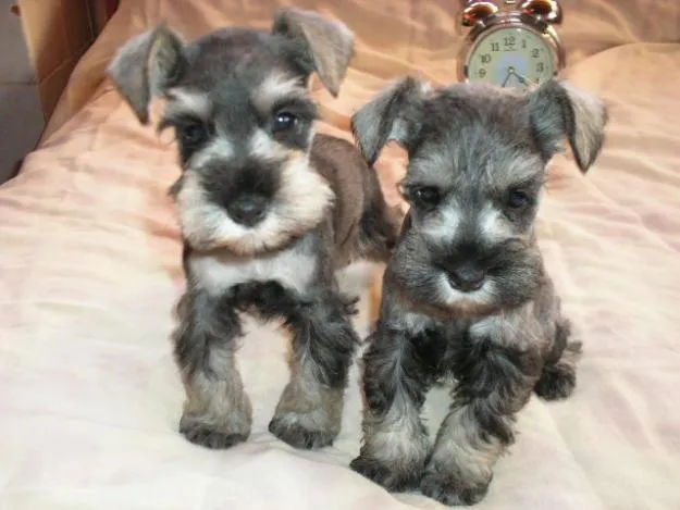 MR puppy: cachorro schnauzer de 2 meses raza miniatura MR puppy: cachorro schnauzer de 2 meses raza miniatura