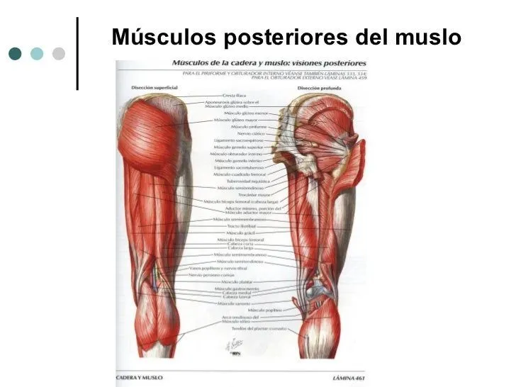 msculos-del-miembro-inferior- ...