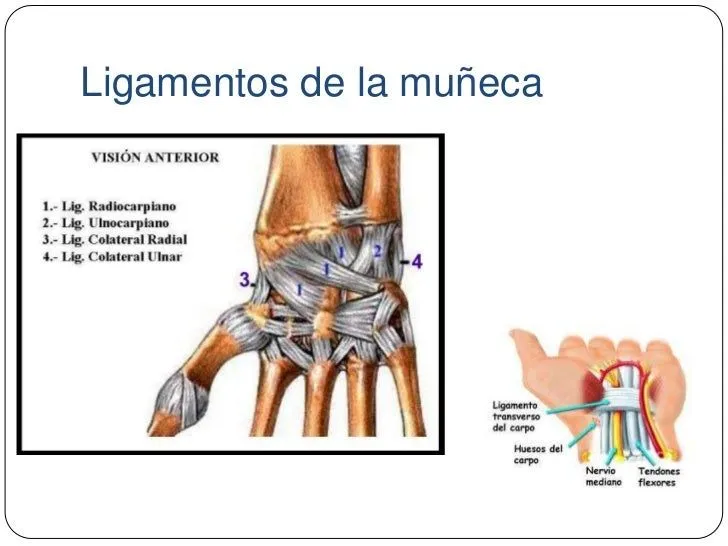 msculos-extrnsecos-y- ...