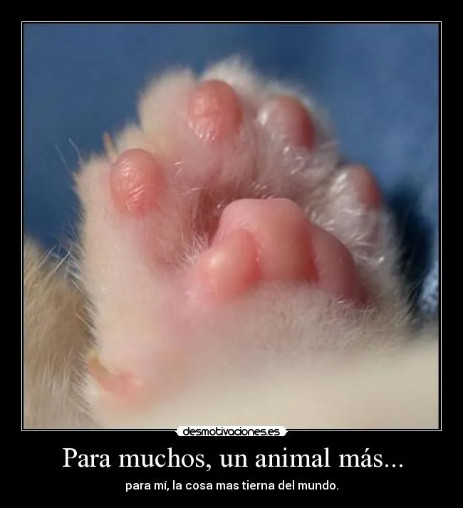 Para muchos, un animal más... | Desmotivaciones Para muchos, un animal más... | Desmotivaciones